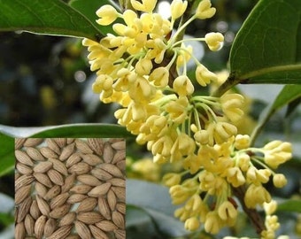 Può includere: Primo piano di un ramo di albero con piccoli fiori gialli. Un'immagine quadrata di semi marroni si trova nell'angolo in basso a sinistra dell'immagine.