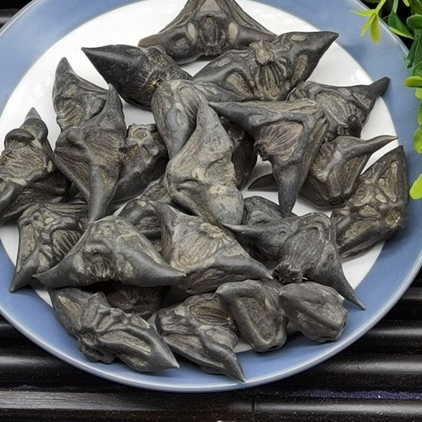 Recommend Organic Dried Water Caltrop, Water Chestnut, Trapa Bispinosa, Ling Jiao