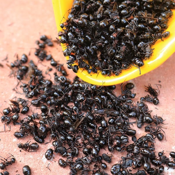 Wild Nature Dry Black Fourmis - Nature Ant As Food Herb Tonic Body Grate Quality