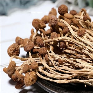 250g Organic Top Quality Dried Agrocybe Aegerita Natural Tea Tree Mushrooms, Tea Plant Mushrooms , Fungus