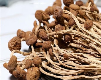 Può includere: Un mazzo di funghi marroni secchi con gambi lunghi e sottili. I funghi sono raggruppati e hanno un colore marrone chiaro.