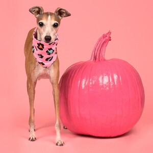 CANDY CRUSH - PAW by Seven Dog Neck, Dog Bandana, Dogs Accessories, Dog Scarf, Puppy Accessories, Dog clothing