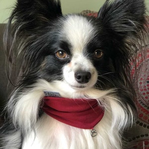 THE CARDINAL - PAW by Seven Dog Neck, Dog Bandana, Dogs Accessories, Dog Scarf, Puppy Accessories, Dog clothing
