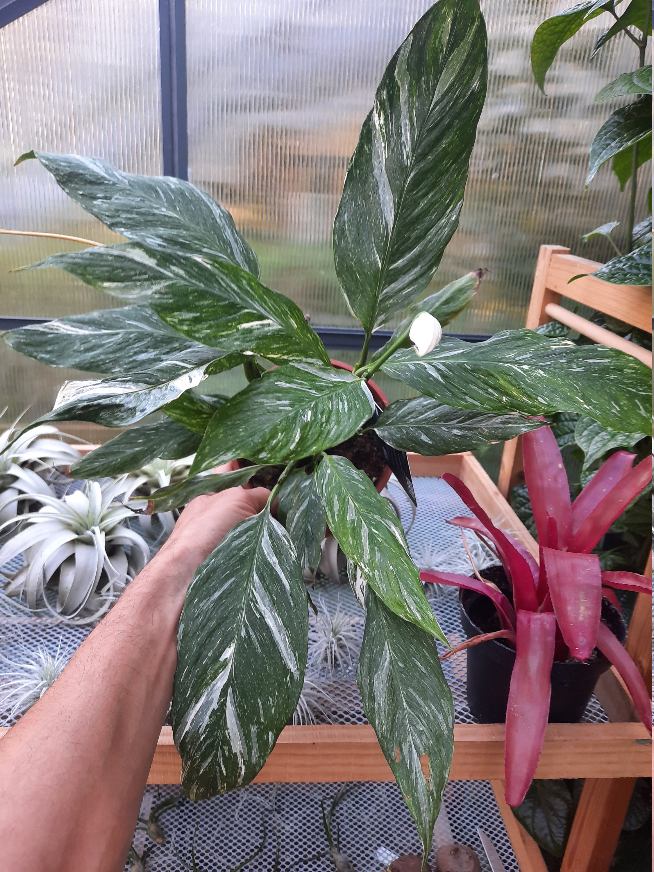 Spathiphyllum Variegata