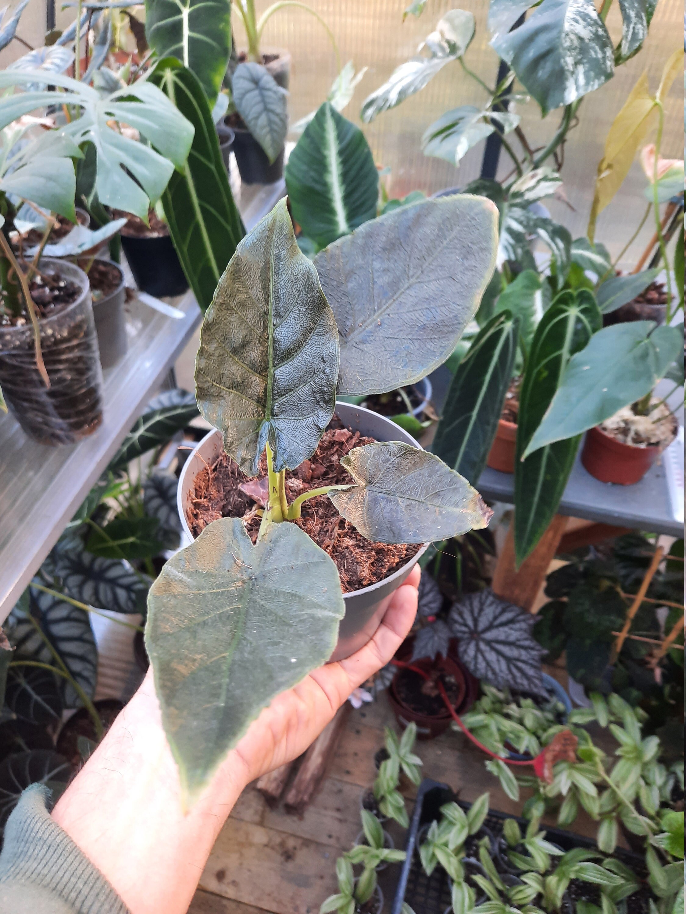 Alocasia Chienli Velvet