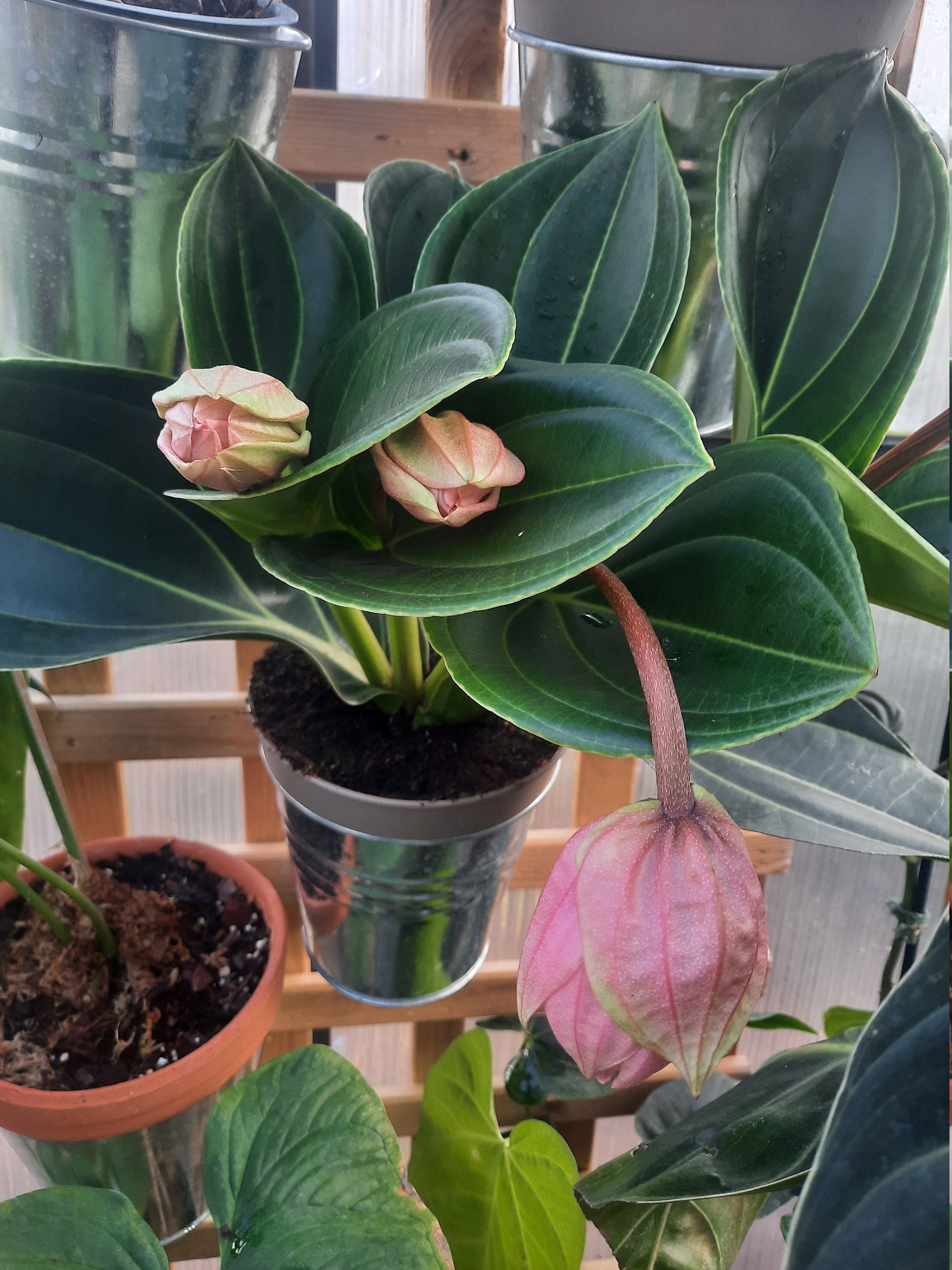 Medinilla Magnifica Piccola Candy