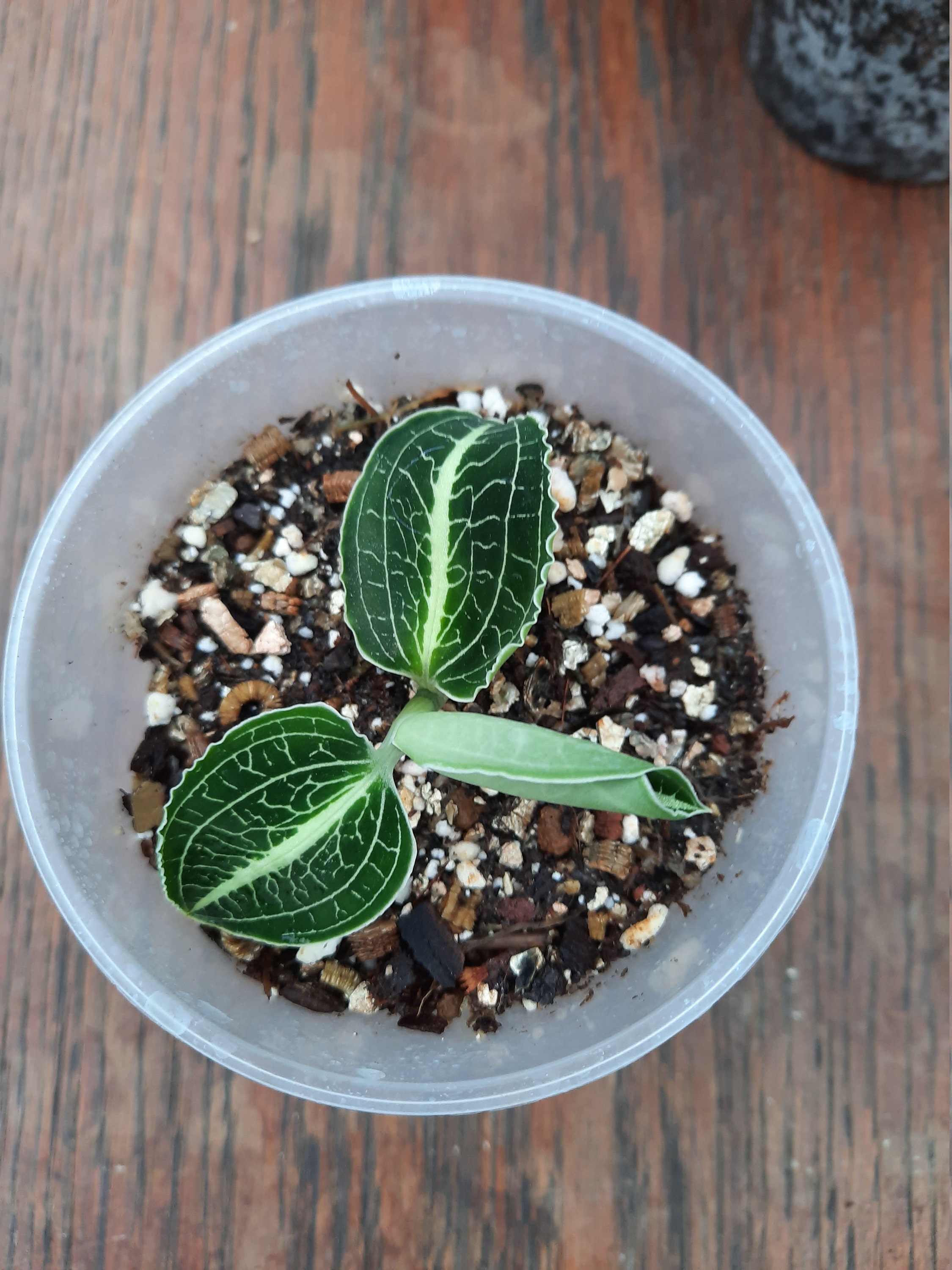 Anoectochilus Roxburghii Green Veins