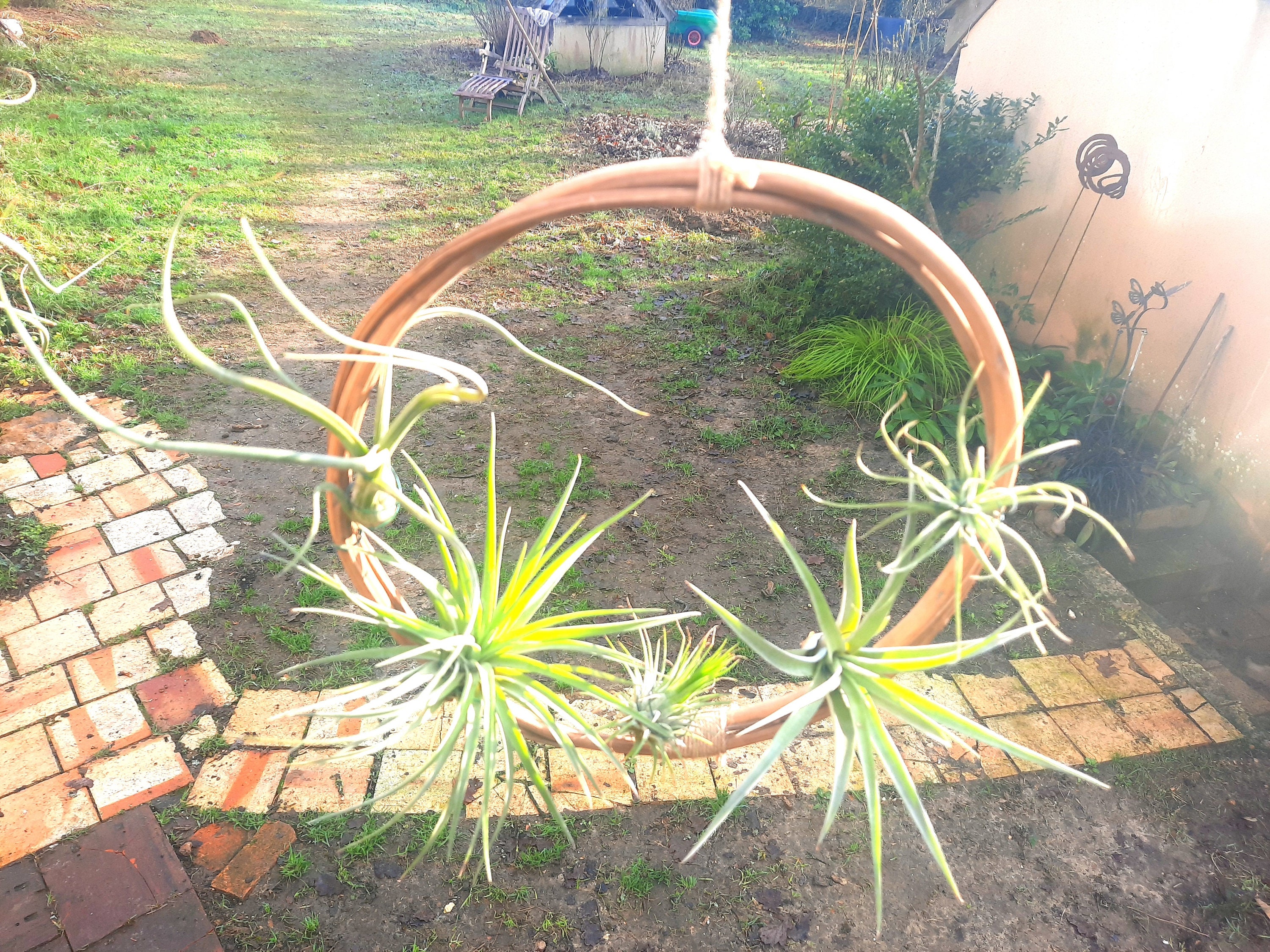 Tillandsias sur Support Petite Touche d'originalité et de Légèreté ..