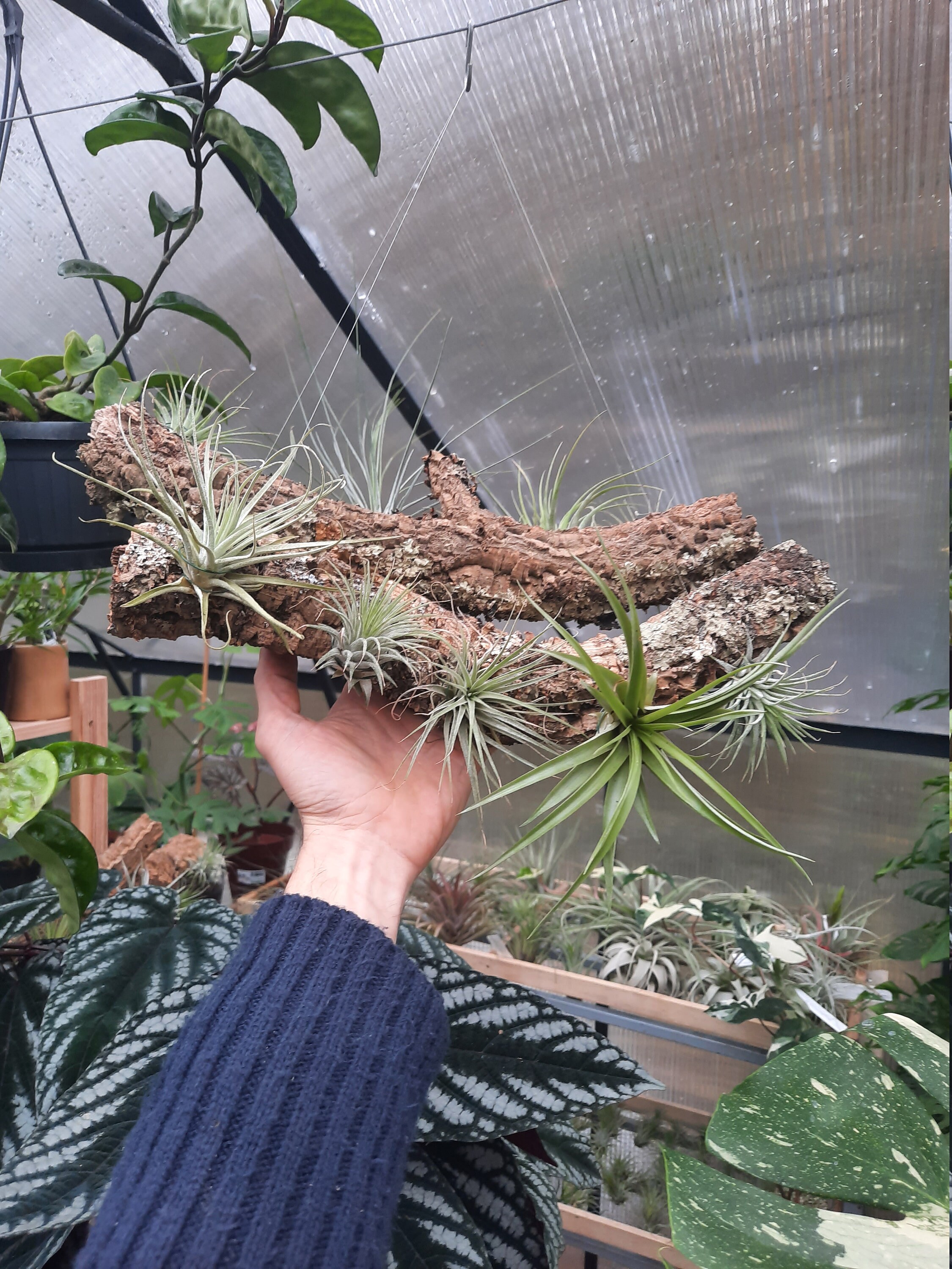 Tillandsia sur Branche Épiphyte