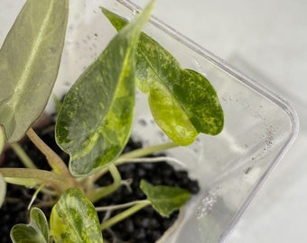 Alocasia bambino aurea variegata variegated TC Plantlet *Preorder* (3810P:3) | US-Based Seller | Rare Aroid