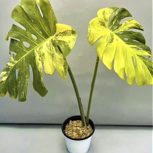 Monstera Yellow Marilyn variegated TC plantlet Preorder 5414P:2 US-Based Seller Rare Aroid image 2