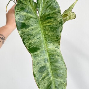 Philodendron Paraiso Verde Large, Growers Choice 3:LX 1251 US Seller Rare Aroid In-Stock image 1