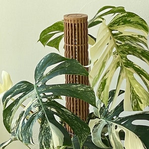 3.0″Φ/XL Pro Series Plant Poles: Enhance Your Space with the Ultra-Sturdy Extendable Boho Designer Moss Pole by OrchidBox