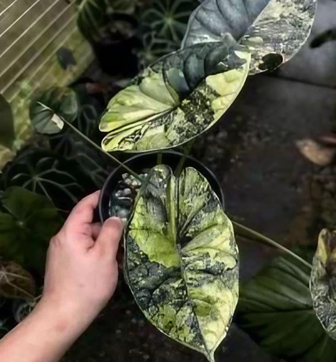 Alocasia Baginda 