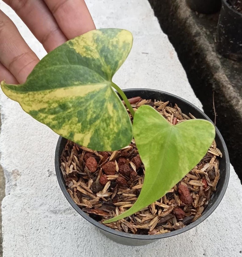 Anthurium Pterodactyl variegated SM Preorder 5870P:2 US-Based Seller Rare Aroid image 1