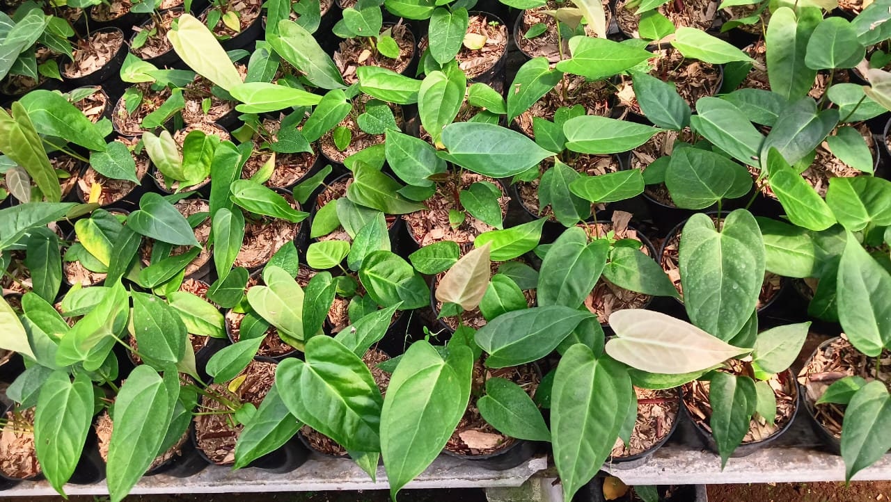 Anthurium "Velvet Moira" Grower's Choice *Now In Stock* (6339P:G)