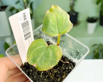 Anthurium "King of Spades" Genuine Mr. Hu / Haji Ulih seedling (Not TC) (3:H66) [1337] | Rare Aroid | Exact Plant