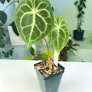 Anthurium King Clarinervium unknown 3:A2 813 Rare Aroid Exact Plant image 1