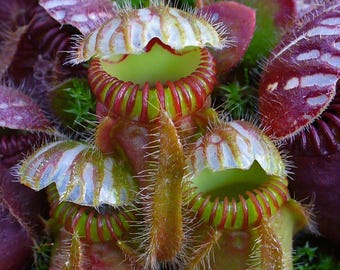 Venus Fly Trap Seeds: Carnivorous Plant, DIY Gardening Flytrap, Easy Care, Indoor & Outdoor Use, Kids Love These