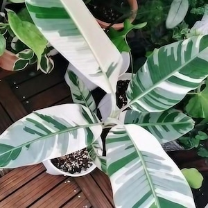 Musa "Ae Ae" Florida variegated TC Plantlet *Preorder*