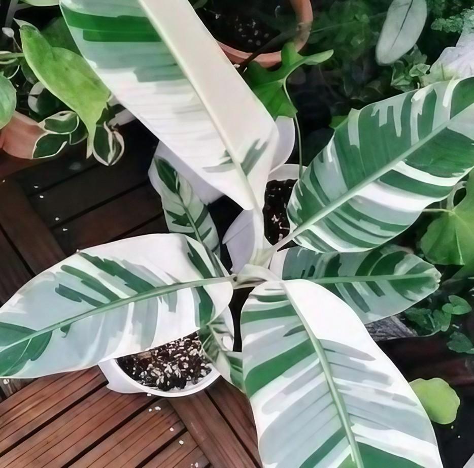Musa "Ae Ae" variegated TC Plantlet Grower's Choice *Now In Stock* (6994P:G)