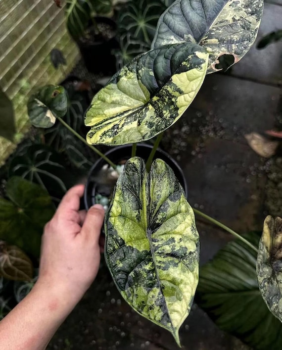 Alocasia Baginda 