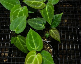 Anthurium "Silver Blush" x papillilaminum "X-One" *Preorder* (6106P:G) | US-Based Seller | Rare Aroid