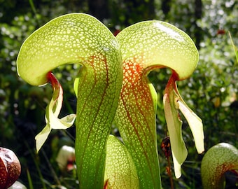 Darlingtonia californica Torr TC Plantlet *Preorder*