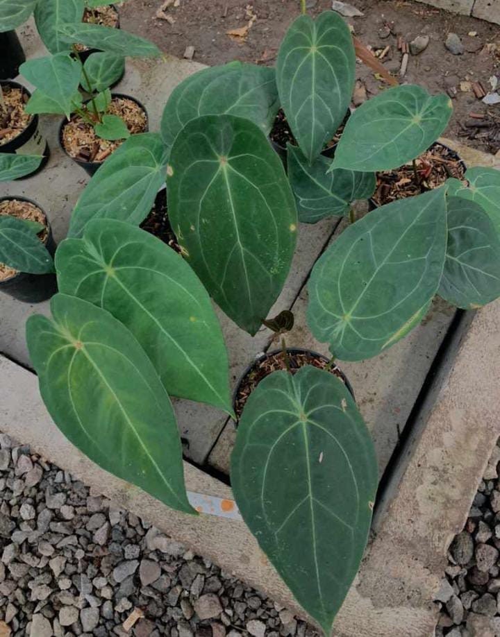 整理特価 アンスリウムレッドスパイダー anthurium redspider