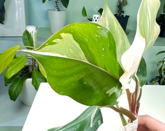 Philodendron "White Knight Marble" variegated (2:R3) [1481] | Rare Aroid | Exact Plant