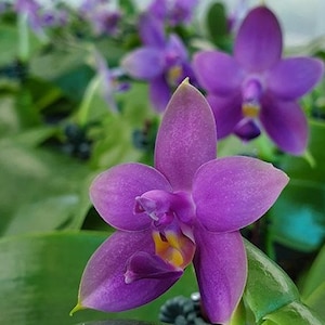 Phalaenopsis Samera var. blue sib 2.5 Grower's Choice Now In Stock 5929P:3 Rare Orchid image 5