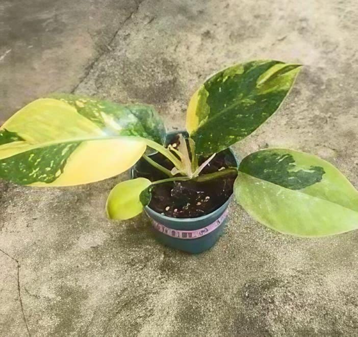 Philodendron Emerald Queen Variegated - Etsy