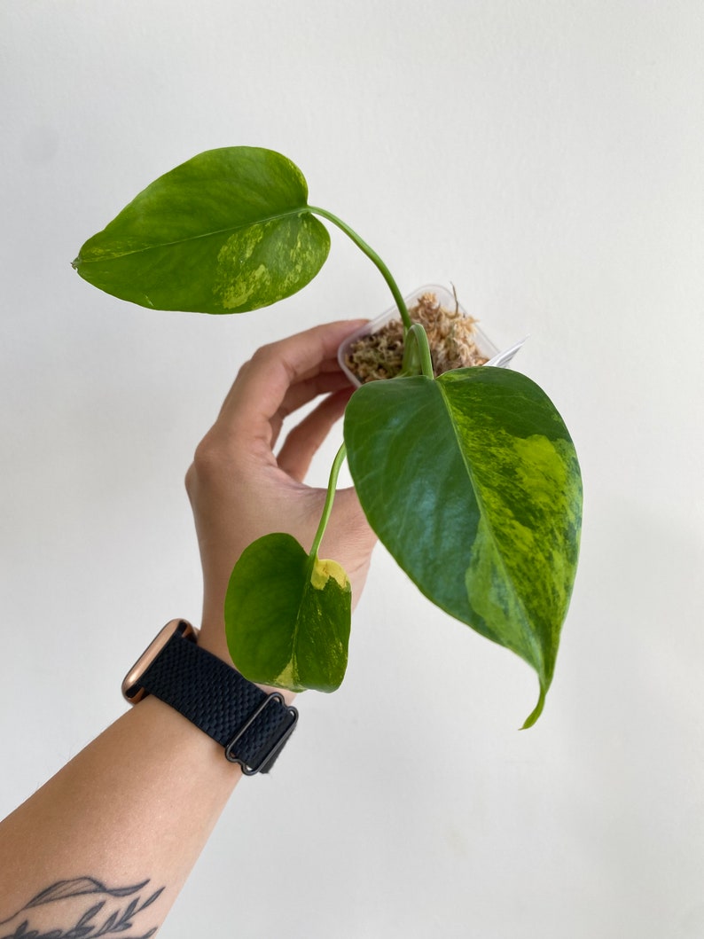 Monstera Yellow Marilyn variegated TC plantlet Preorder 5414P:2 US-Based Seller Rare Aroid image 10