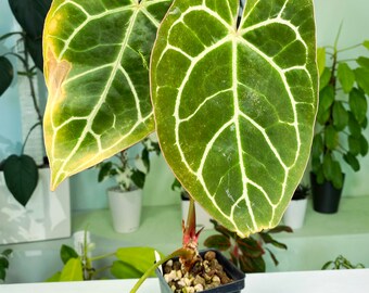 Anthurium crystallinum Indonesian Form MD (3:C16) [1245] | Rare Aroid | Exact Plant