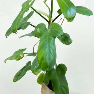 Philodendron bipennifolium Silver 3:M1 273 Rare Aroid Exact Plant image 2