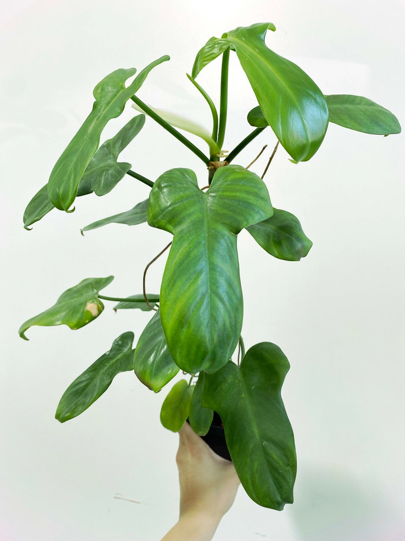 Philodendron bipennifolium Silver 3:M1 273 Rare Aroid Exact Plant image 2