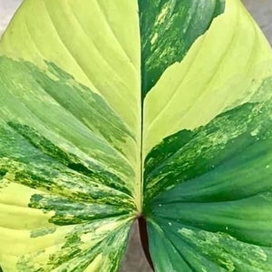 Homalomena rubescens "Aurea" variegada, plántula TC *Preventa*