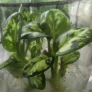 mini palm tree indoor plant Lady Palm - Live Starter Plants in 2 Inch Pots - Rhapis Excelsa main image 0