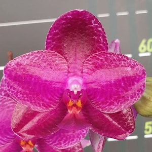 Phalaenopsis Sentra × Black Eagle 2.5" Fragrant *Preorder* (2666P:G)