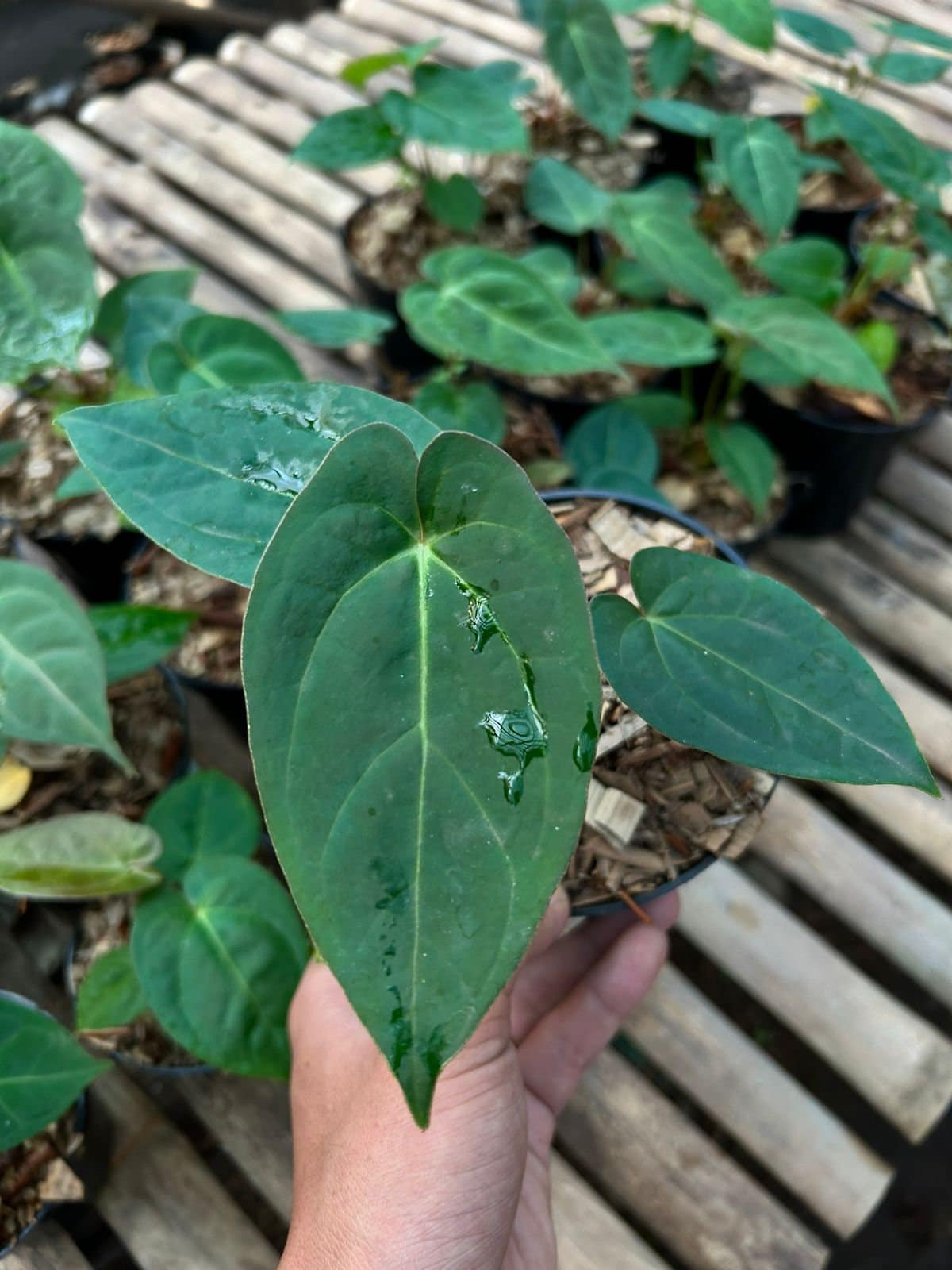 じ*ん様 Anthurium Ace of Spades Anthurium Ace of Spades X ZxZ #29 – HappiestPlants