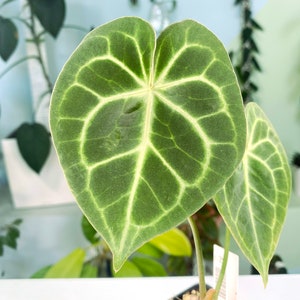 Anthurium King Clarinervium unknown 3:A2 813 Rare Aroid Exact Plant image 3