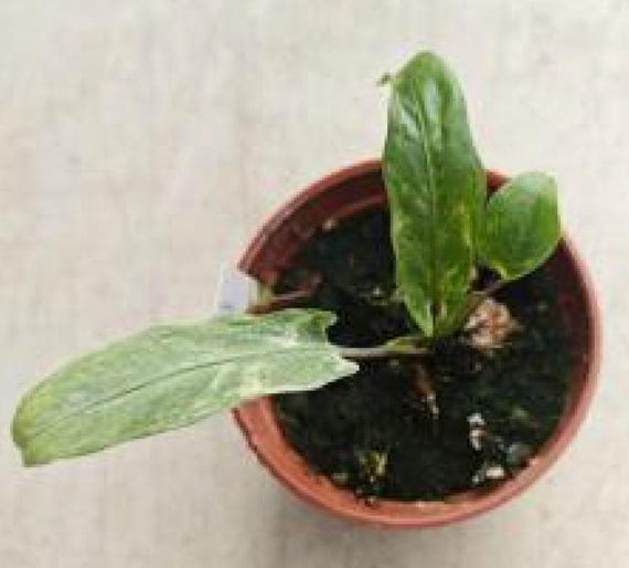 Alocasia Lauterbachiana 