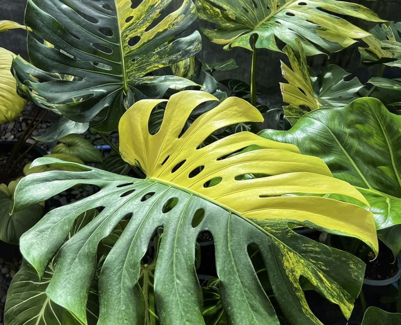 Monstera Yellow Marilyn variegated TC plantlet Preorder 5414P:2 US-Based Seller Rare Aroid image 1