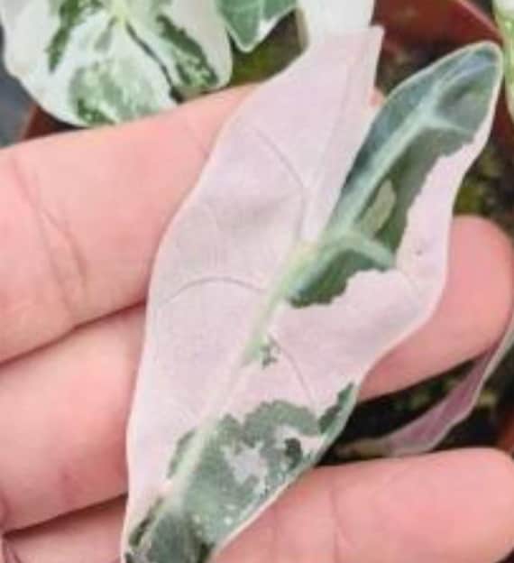 Alocasia Amazonica Polly Pink varigated② Alocasia Polly pink snowflake variegated Tissue Culture