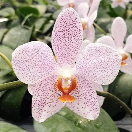 Phalaenopsis Gigantea 'jumbo Orchids' × Amabilis 'jumbo Orchids