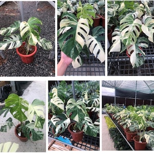 Monstera Deliciosa Variegata - Etsy