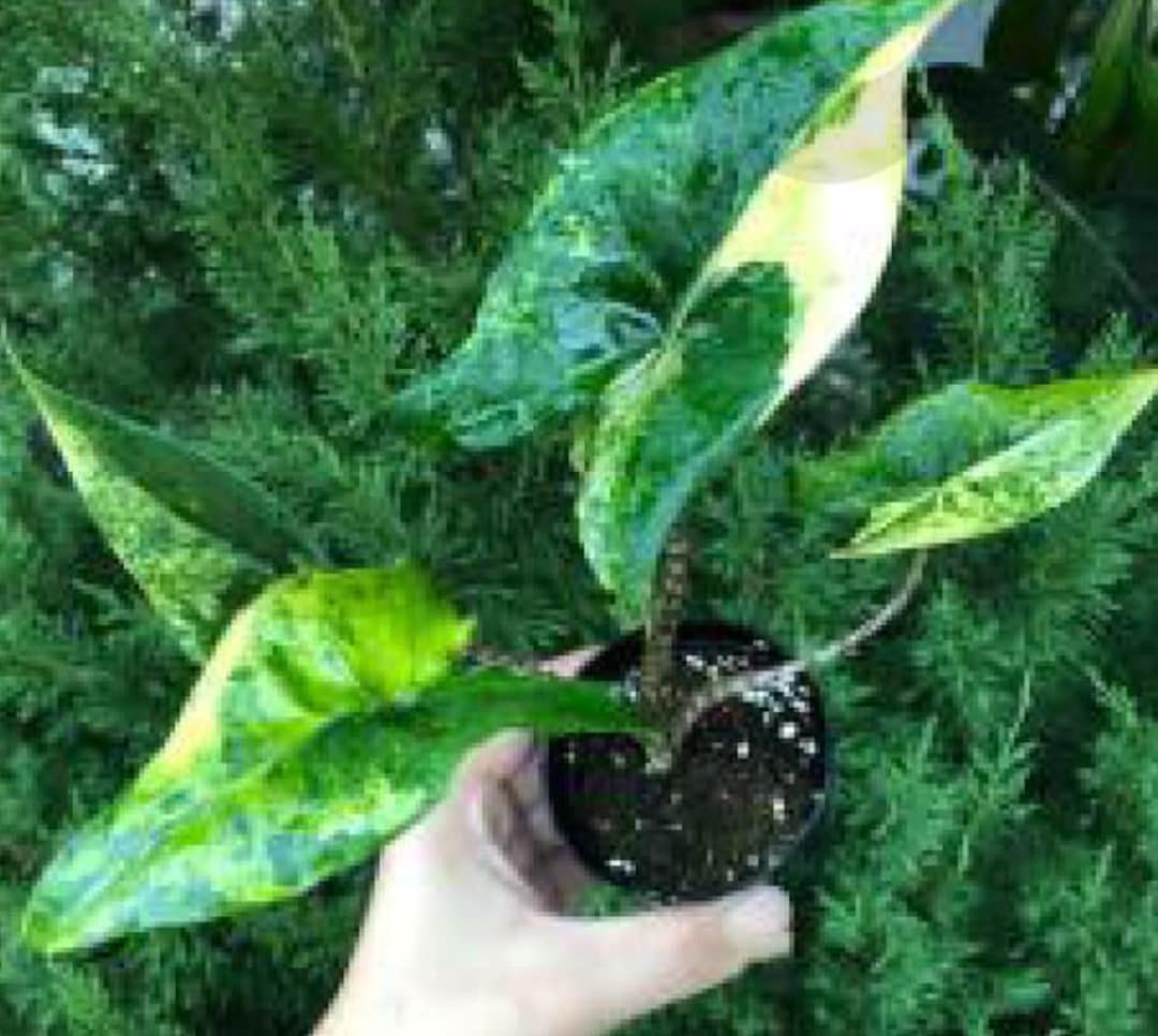 Alocasia Zebrina 
