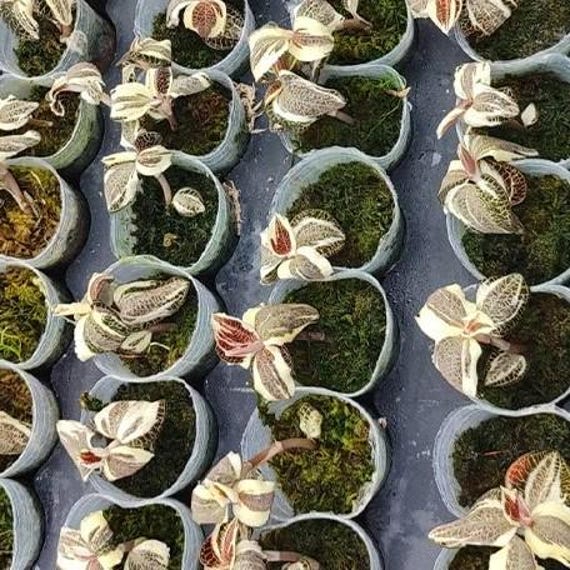 その他観葉植物 ADA Anoectochilus roxburghii Variegata Anoectochilus Roxburghii Variegated – Wilderly