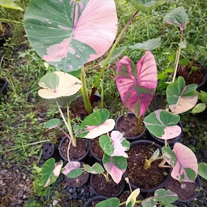 May include: A collection of Colocasia esculenta plants in black plastic pots, featuring heart-shaped leaves with variegated patterns of deep green, creamy white, and vibrant pink. The foliage displays distinct veining and irregular color patches.
