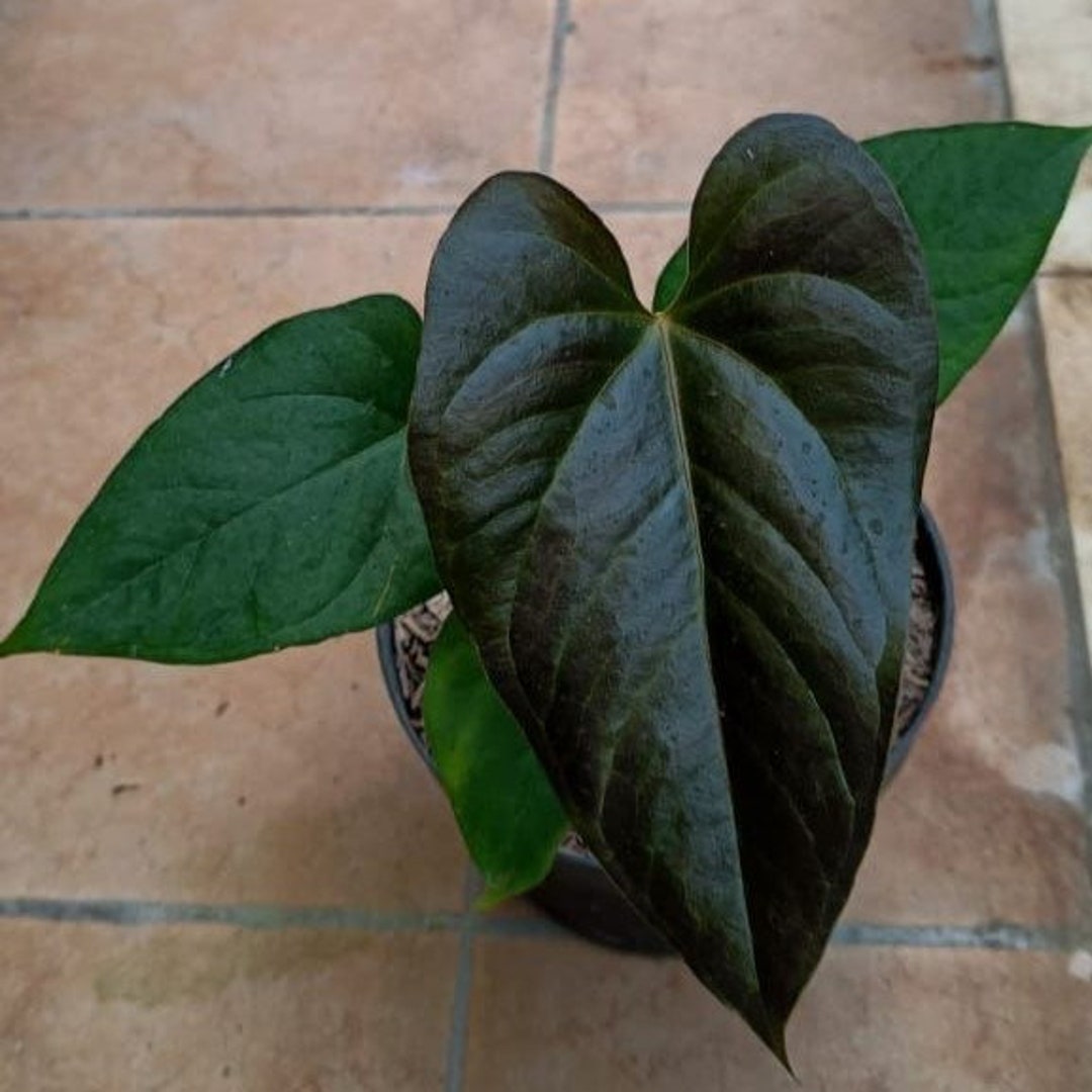 Anthurium Anthurium